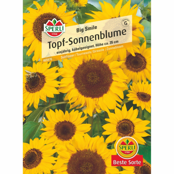 Sperli květináčová slunečnice "Big Smile" Yellow Helianthus