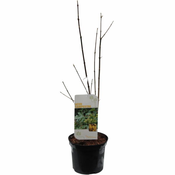Javor polní, výška cca 40-60 cm, květináč cca 3 l, Acer c...