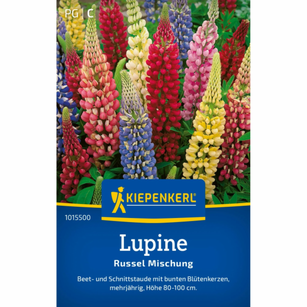 Lupinus polyphyllus - lupina Kiepenkerl
