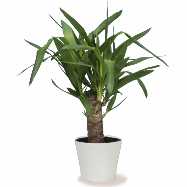 Sazeč Scheurich 808 O 24 cm Panna