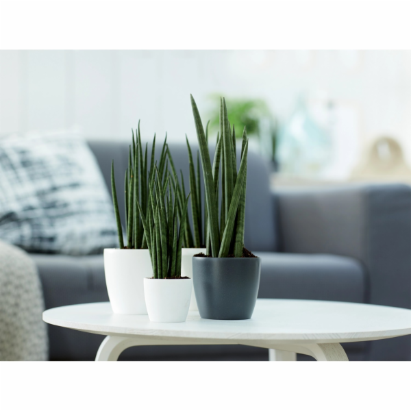 Elho Brussels kulatý mini květináč O 9,5 antracit