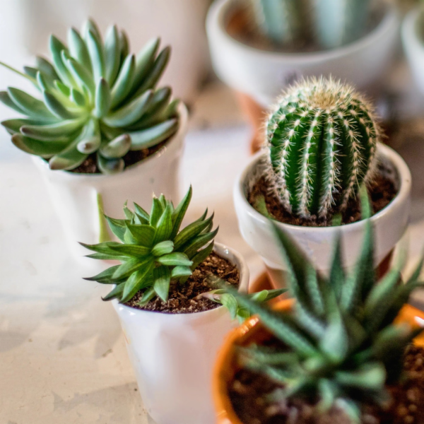 Seramis Speciální substrát pro kaktusy a sukulenty 7 l