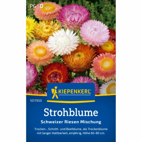 Kiepenkerlova maceška "Swiss Giant" hybridy Viola wittroc...