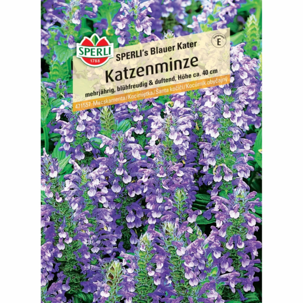 Sperli catnip "Blue Tomcat" Nepeta x faassenii