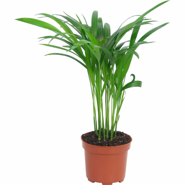 Sonstige Areková palma, výška cca 40-45 cm, průměr květin...