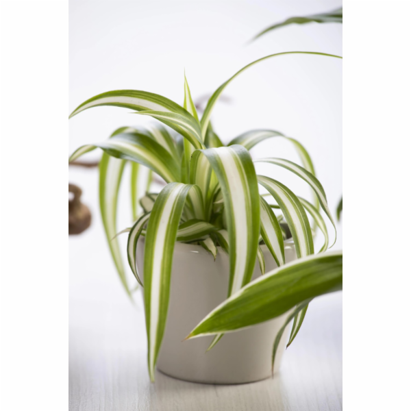 GROW by OBI Vital Food Pavoučí lilie Variegatum v květiná...