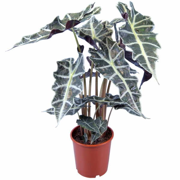 GROW by OBI Květináč Arrowhead, průměr cca 17 cm