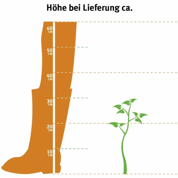 GROW by OBI OBI Rhododendron "Brisanz" červený, výška cca...