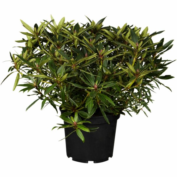 GROW by OBI Alpská růže OBI "Graziella" růžová výška cca ...