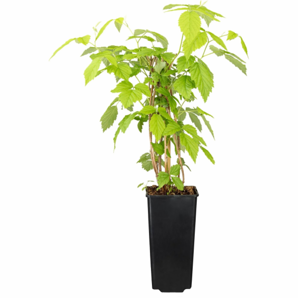 GROW by OBI PĚSTUJTE SI U OBI Podzimní malina 'Autumn Bel...