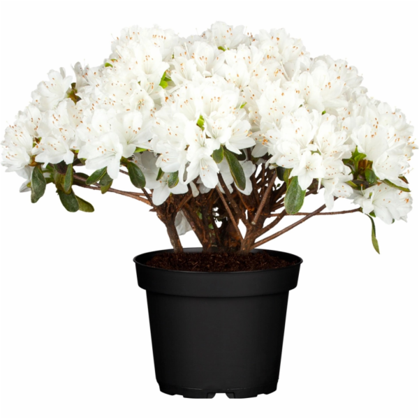 GROW by OBI Azalka "Fairy Cushion" bílý květináč O cca 18...