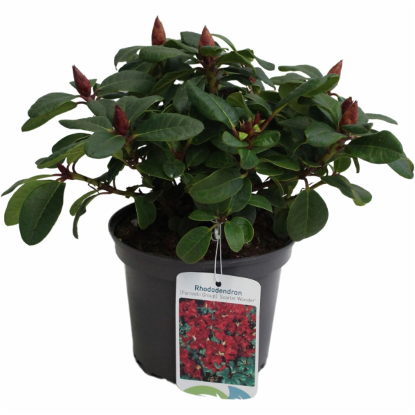 GROW by OBI Zakrslý rododendron "Scarlet Wonder" červený,...