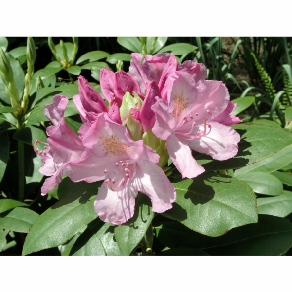 GROW by OBI OBI Rhododendron "Roseum Elegans" růžový, výš...