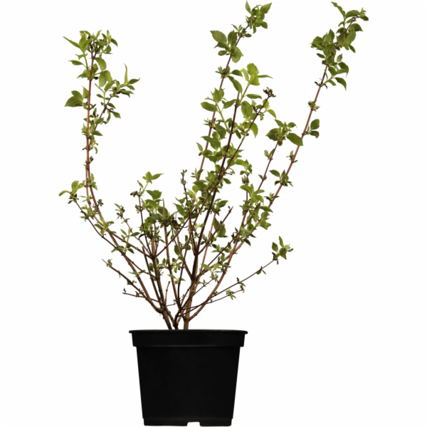 GROW by OBI OBI Zahradní jasmín "Sněhová bouře" bílý Výšk...