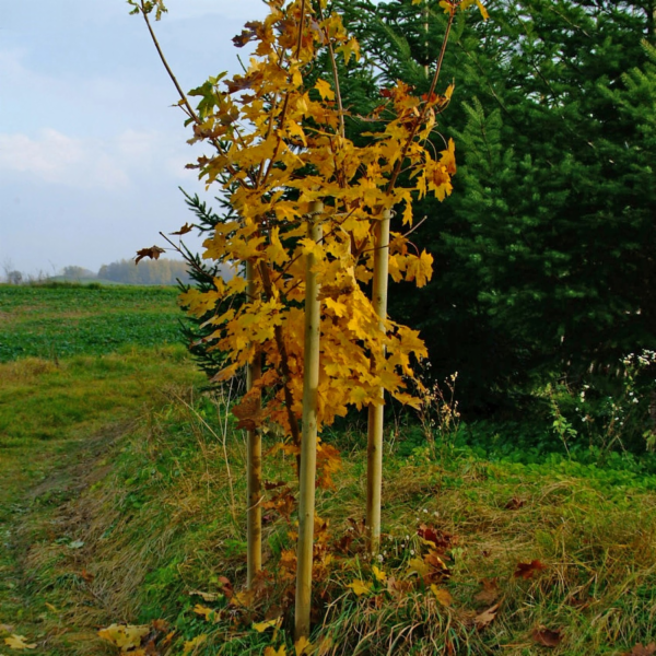 Sonstige Tlakově upravený stromový kůl, O 6 cm x 100 cm