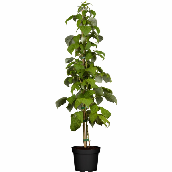GROW by OBI Organická malina "Schönemann" červená Výška c...