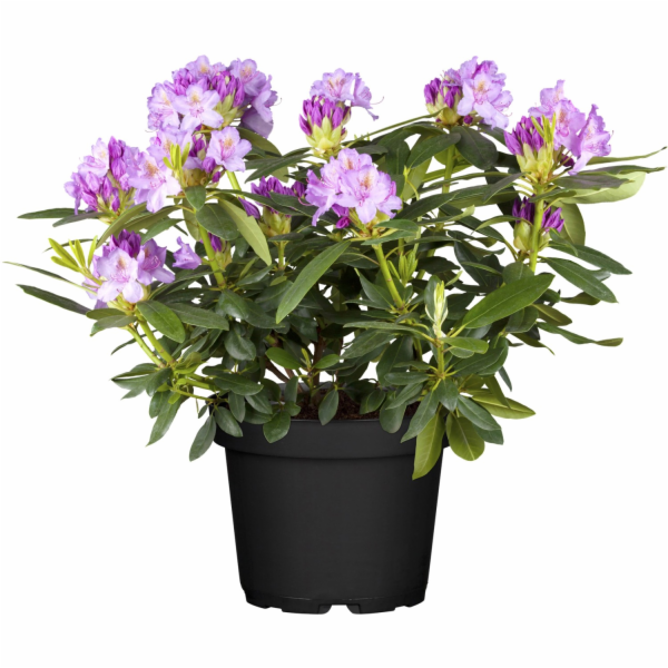 GROW by OBI OBI Catawba Rhododendron "Grandiflorum" fialo...
