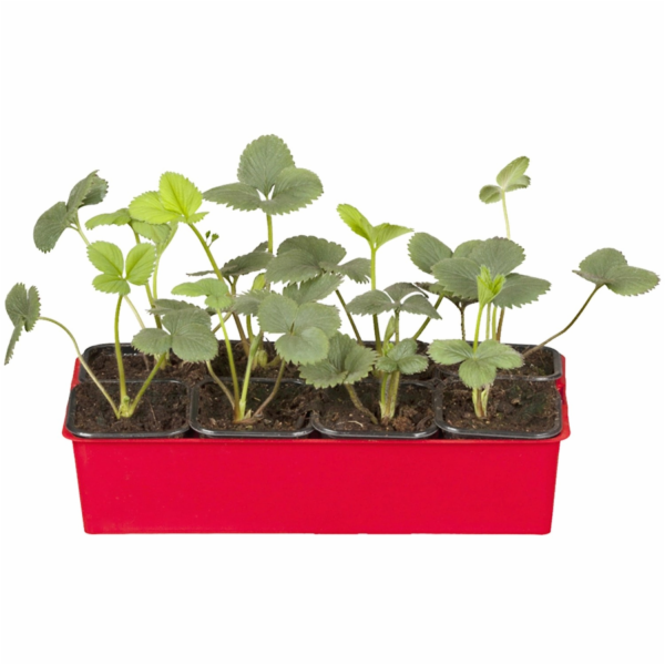 Sonstige Jahodový tác "Senga Sengana" 6 kusů Fragaria