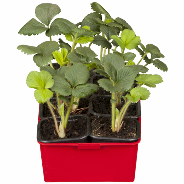 Sonstige Zahradní měsíční jahoda "Ostara" 10 kusů Fragaria