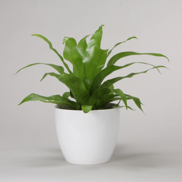 Hrnec Scheurich 27810, keramika, H 19 cm, bílý