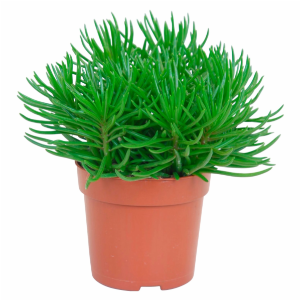 Hrnec na hlodavce - průměr cca 10,5 cm, Senecio Himalaya