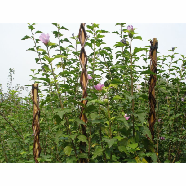 Zahradní vrba 130 cm, proutí, podpěra pro rostliny