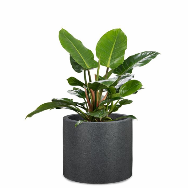Hrnec Scheurich Schwarz-Granit, plast, O 48 cm,