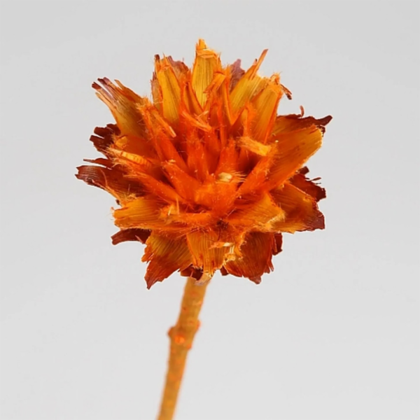 Dekorativní květina Plumosum Orange