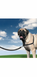 PetSafe® Postroj EasyWalk černý XL