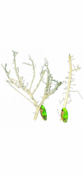 Lucky Reptile Coral Wood 30-50 cm