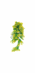 Lucky Reptile Turtle Plants Bacopa cca 40 cm