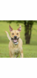 PetSafe® Extra obojek pro elektrický ohradník Classic