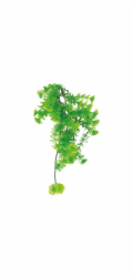 Lucky Reptile Turtle Plants Horn Fern cca 40 cm