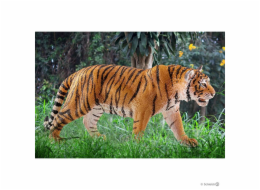 Schleich 14729 Tygr