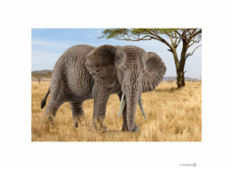 Schleich Wild Life Africka slonice