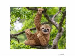 Schleich Wild Life         14793 Sloth