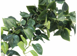 Pothos trs velký, 100 cm