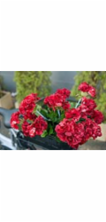 Europalms červená Pelargonie, 42 cm