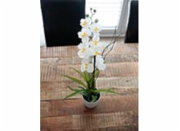 Orchidej bílá v dekoračním květináči, 62 cm