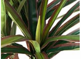 Dracena zeleno-červená, 120 cm