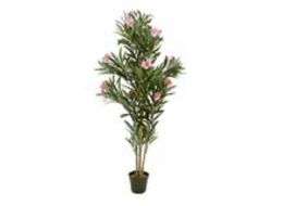 Oleandr růžový, 150 cm