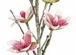 Větvička magnolie, bílo-růžová, 100 cm