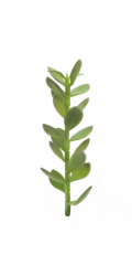 Penízovka-výhonek, 30cm