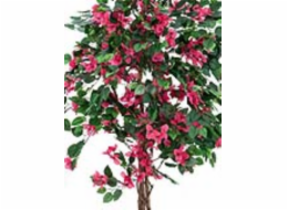 Bougainvillea červená, 150 cm