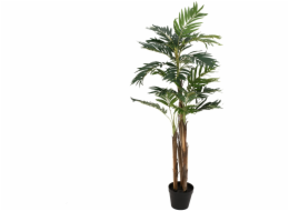 Areca palma, 3 kmeny, 110 cm