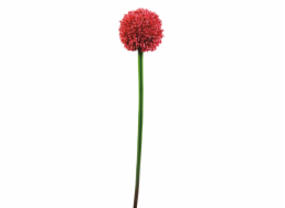 Okrasný česnek červený, 55 cm