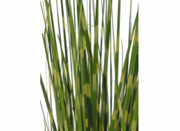Zebrovaná tráva, 90cm