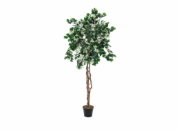 Bougainvillea bílá, 150 cm
