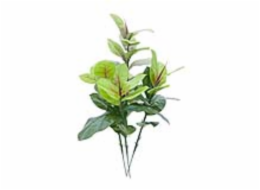 Větvičky kaučukovníku, 100cm