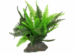 Lucky Reptile Fern cca 25 cm